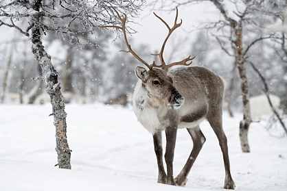 Rentier in der verschneiten Landschaft in Schwedisch Lappland